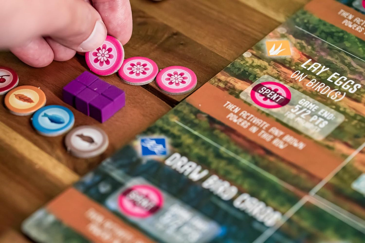 Wingspan Oceania Expansion Board Game